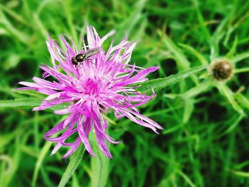 Close-up of butterfly on purple flower