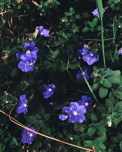 High angle view of purple flowering plants