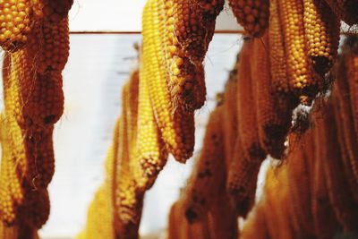 Close-up of dried hanging on plant