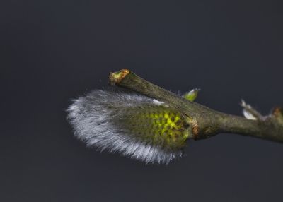 Close-up of flower buds against black background