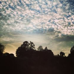 Low angle view of trees against sky