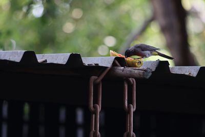 Close-up of bird perching on wood