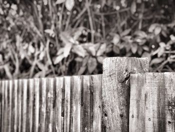 Close-up of fence