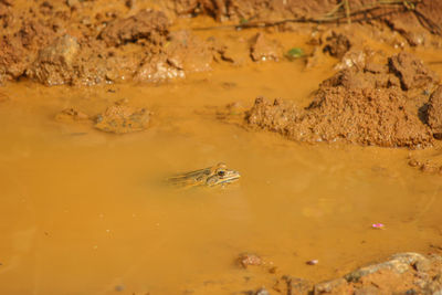 High angle view of crocodile swimming in sea