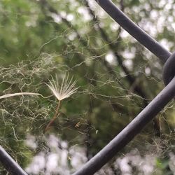 Close-up of spider web on plant
