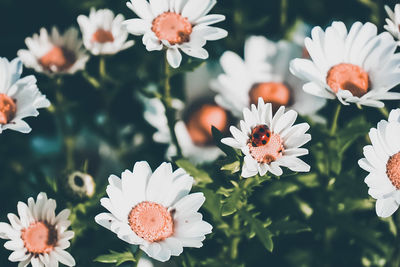 flowering plant