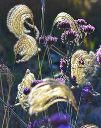 Close-up of multi colored flowers