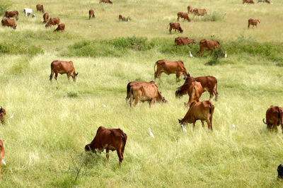 Cows grazing in field