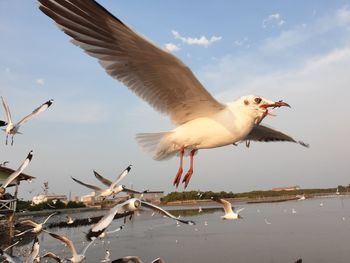 Low angle view of seagulls flying against sky