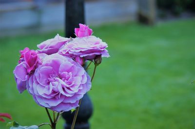 Close-up of pink rose