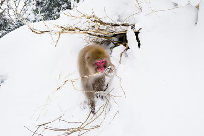 Snow monkey in the snow