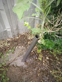 Plants growing in farm