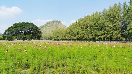 Plants and trees on field against sky