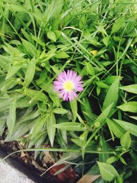 High angle view of flowers blooming on field