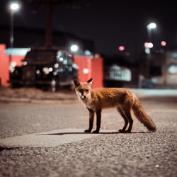 Portrait of cat on street at night