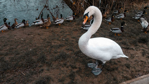 High angle view of swans at river shore