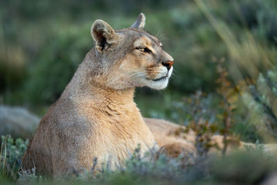 Close-up of lioness