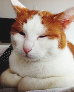 Close-up of ginger cat