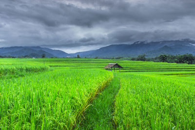 Scenic view of agricultural field against sky