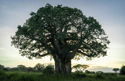 Tree on field against sky