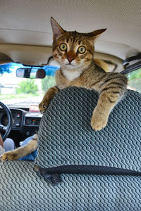 Portrait of cat sitting on car