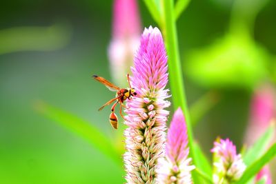 insect