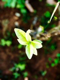 Close-up of green plant