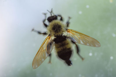 Close-up of bee on flower