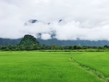 Scenic view of agricultural field against sky