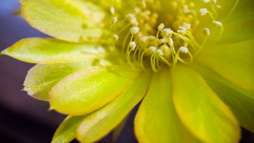 Close-up of yellow flowering plant