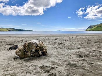 Driftwood on beach