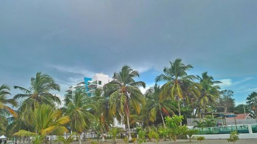 Panoramic view of palm trees in park against sky