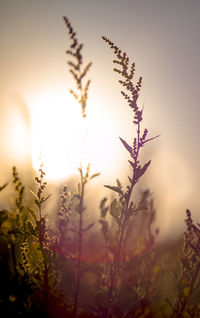 Close-up of plants against sunset sky