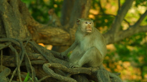 Monkey sitting on tree