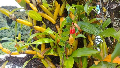 plant
