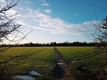 Scenic view of agricultural field against sky