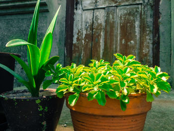 Close-up of potted plant growing outdoors