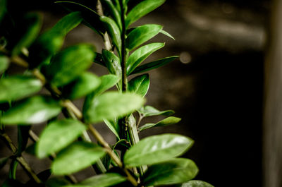 Close-up of fresh green plant