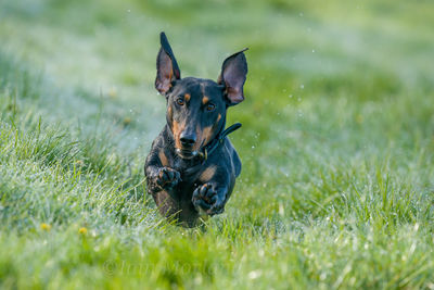 Portrait of dog running through a  field