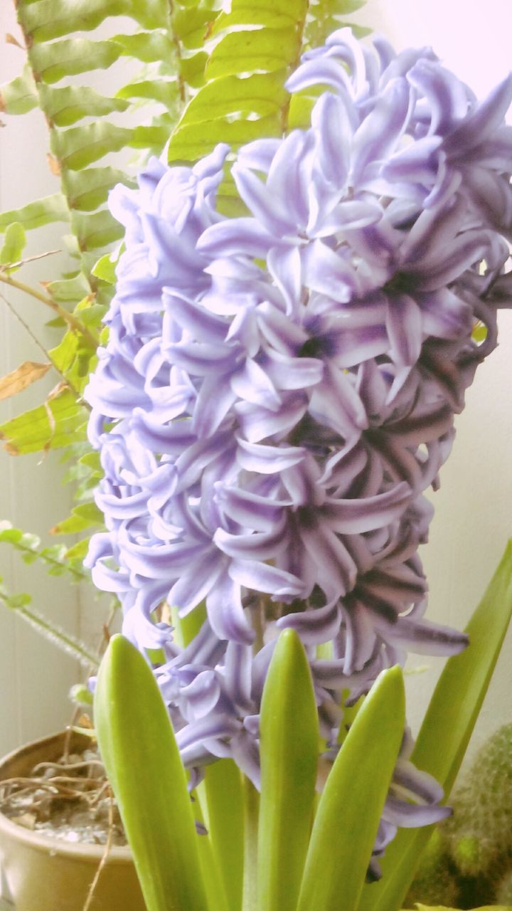 flower, freshness, growth, fragility, petal, plant, flower head, beauty in nature, close-up, nature, leaf, stem, blooming, bud, focus on foreground, green color, indoors, white color, botany, no people