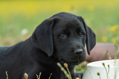 Cute portrait of an 8 week old black labrador puppy