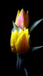 Close-up of flower over black background