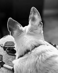 Close-up of a dog looking away