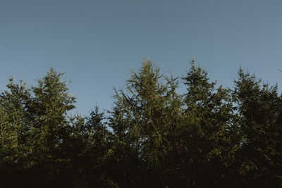 Low angle view of trees against clear blue sky