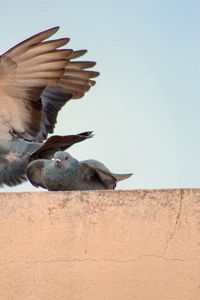 Pigeon's takeoff in search of food