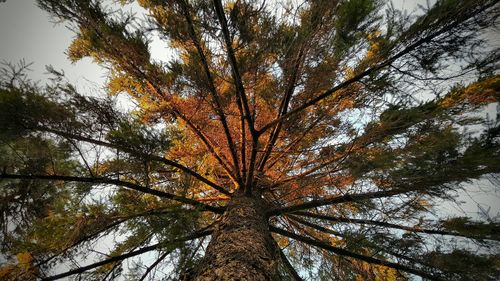 Low angle view of trees