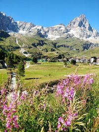 Purple flowers on field by mountains against clear sky