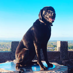 Dog looking at camera against sky