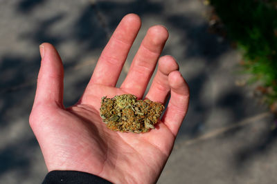 Close-up of hand holding leaf