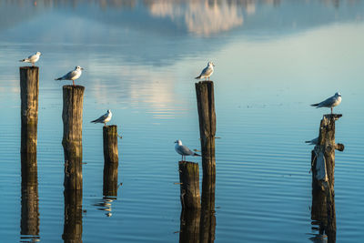 Seagulls on wooden poles reflected by the blue water of a lake